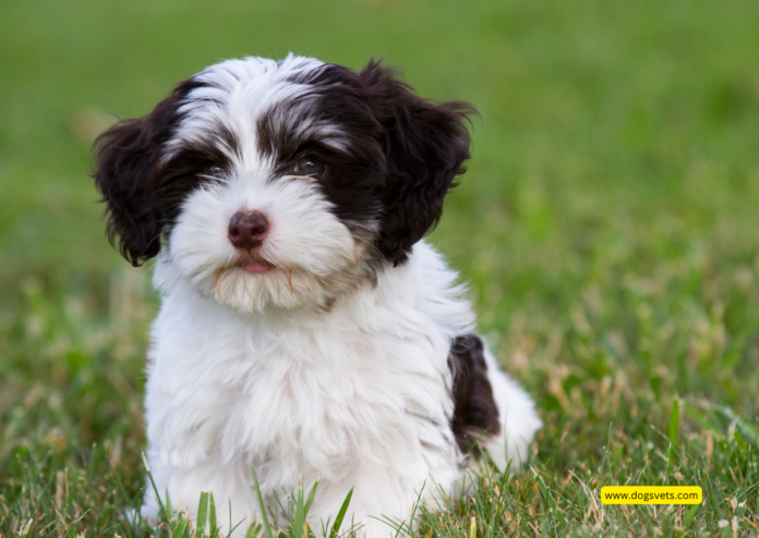 Havanese Puppies: Adorable Companions for Your Home